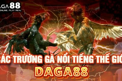 Đá gà 88 – Địa chỉ xem và cá cược đá gà số 1 hiện nay