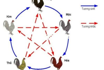 Màu mạng gà đá và một số thông tin bổ ích liên quan