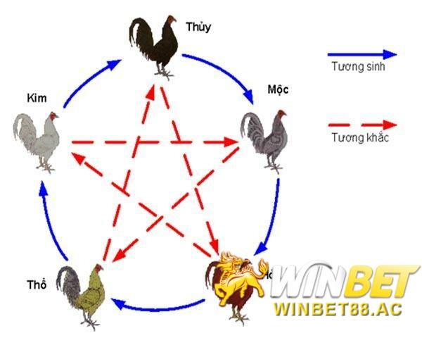 Cách xem ngày gà đá trăm trận trăm thắng