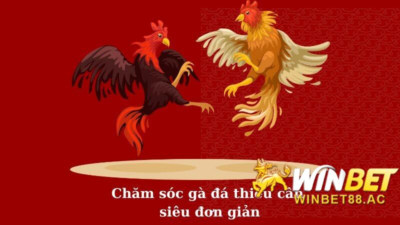 Tại sao cần quan tâm công thức chăm sóc gà đá thiếu cân