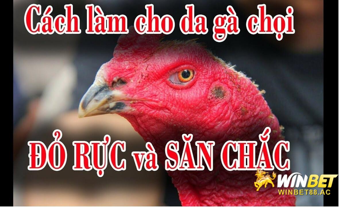 Cách om gà chọi chuẩn bài giúp cho da gà đỏ rực và săn chắc 