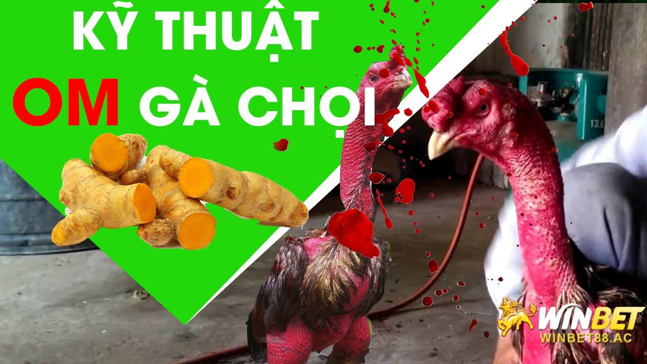 Cách om gà chọi với sự chuẩn bị và quy trình thực hiện như thế nào?