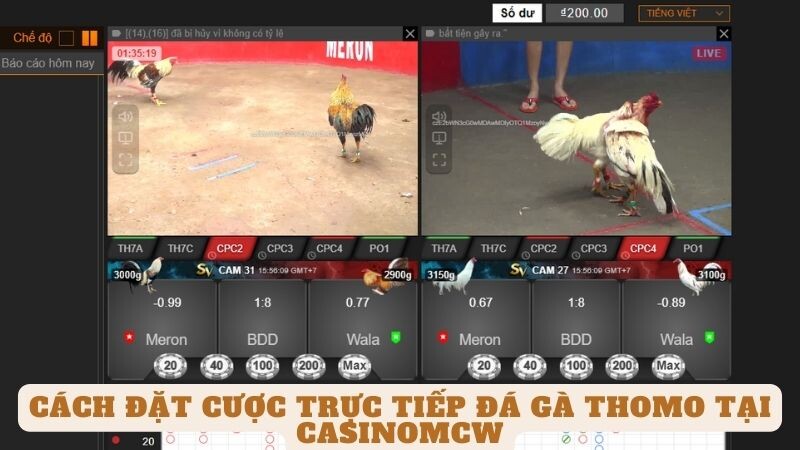 Cách đặt cược trực tiếp đá gà thomo tại casinomcw