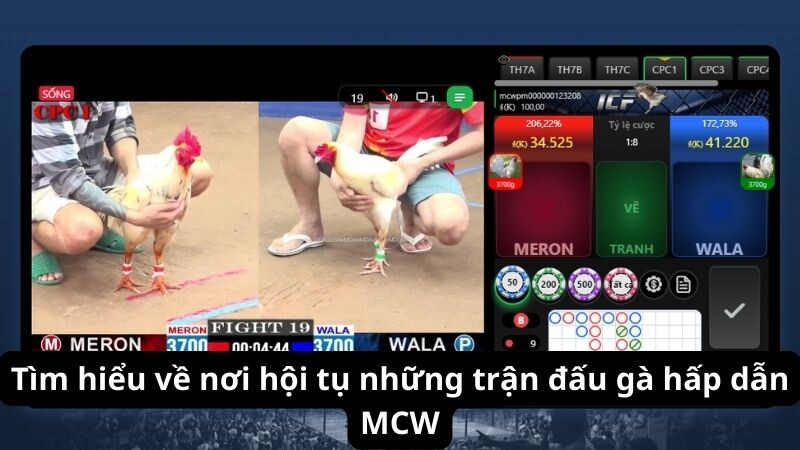 Tìm hiểu về nơi hội tụ những trận đấu gà hấp dẫn MCW