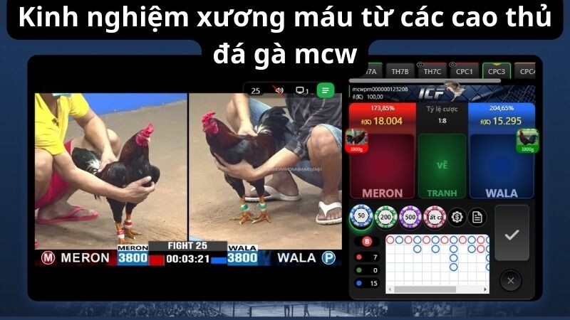 Kinh nghiệm xương máu từ các cao thủ đá gà mcw