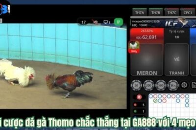 GA888 – Sân Chơi Cá Cược Đá Gà Thomo Top 1 Hiện Nay